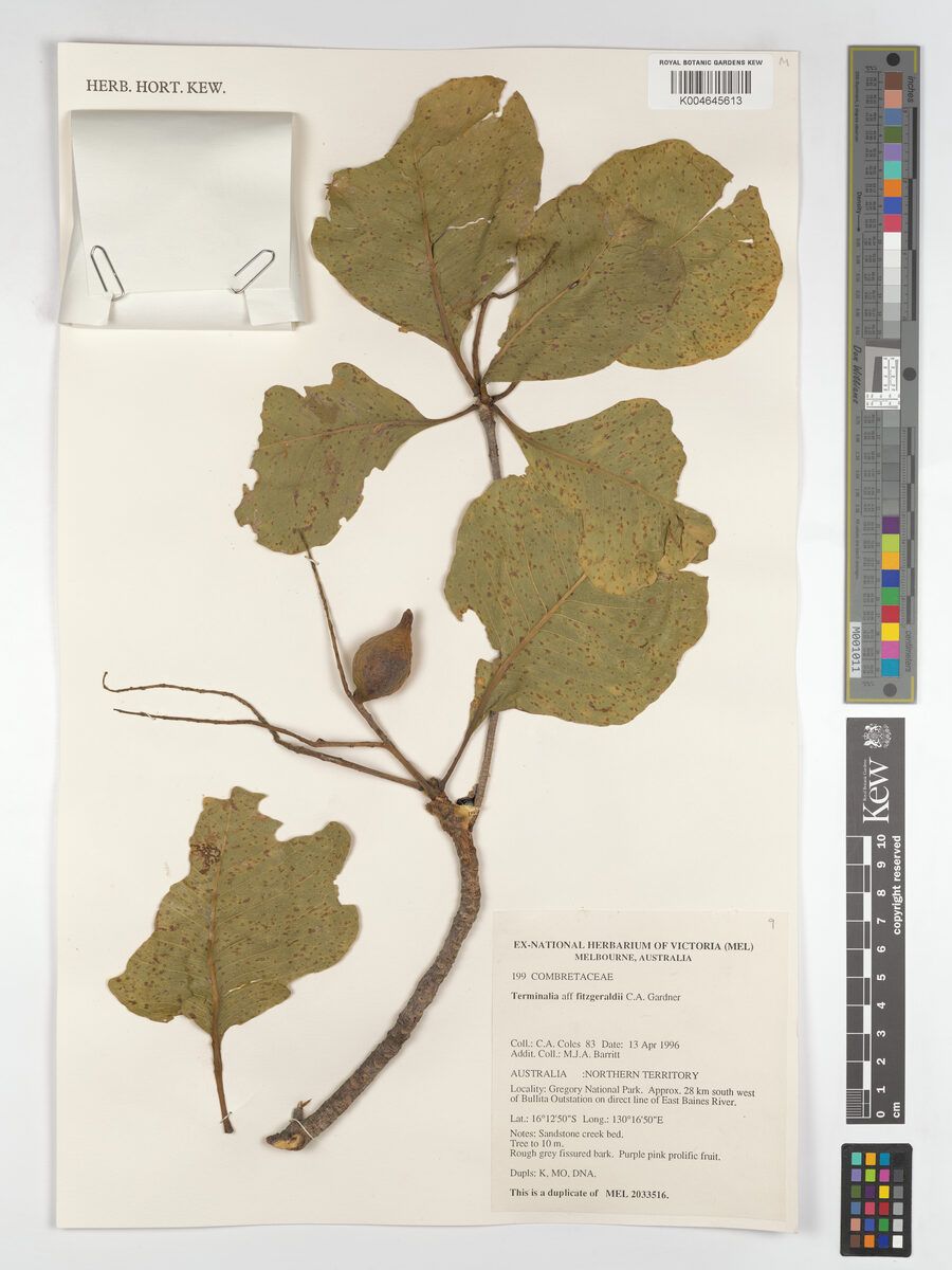 Terminalia fitzgeraldii