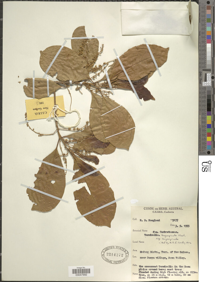 Terminalia longispicata — photo