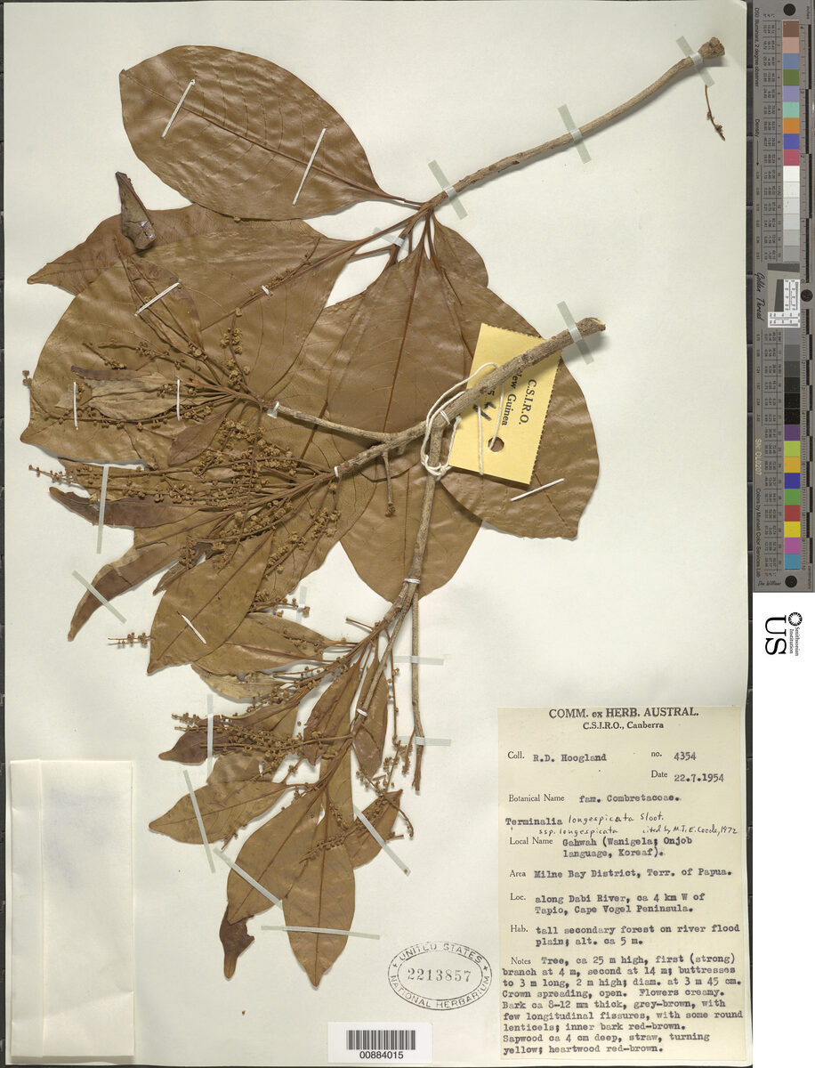 Terminalia longispicata — photo