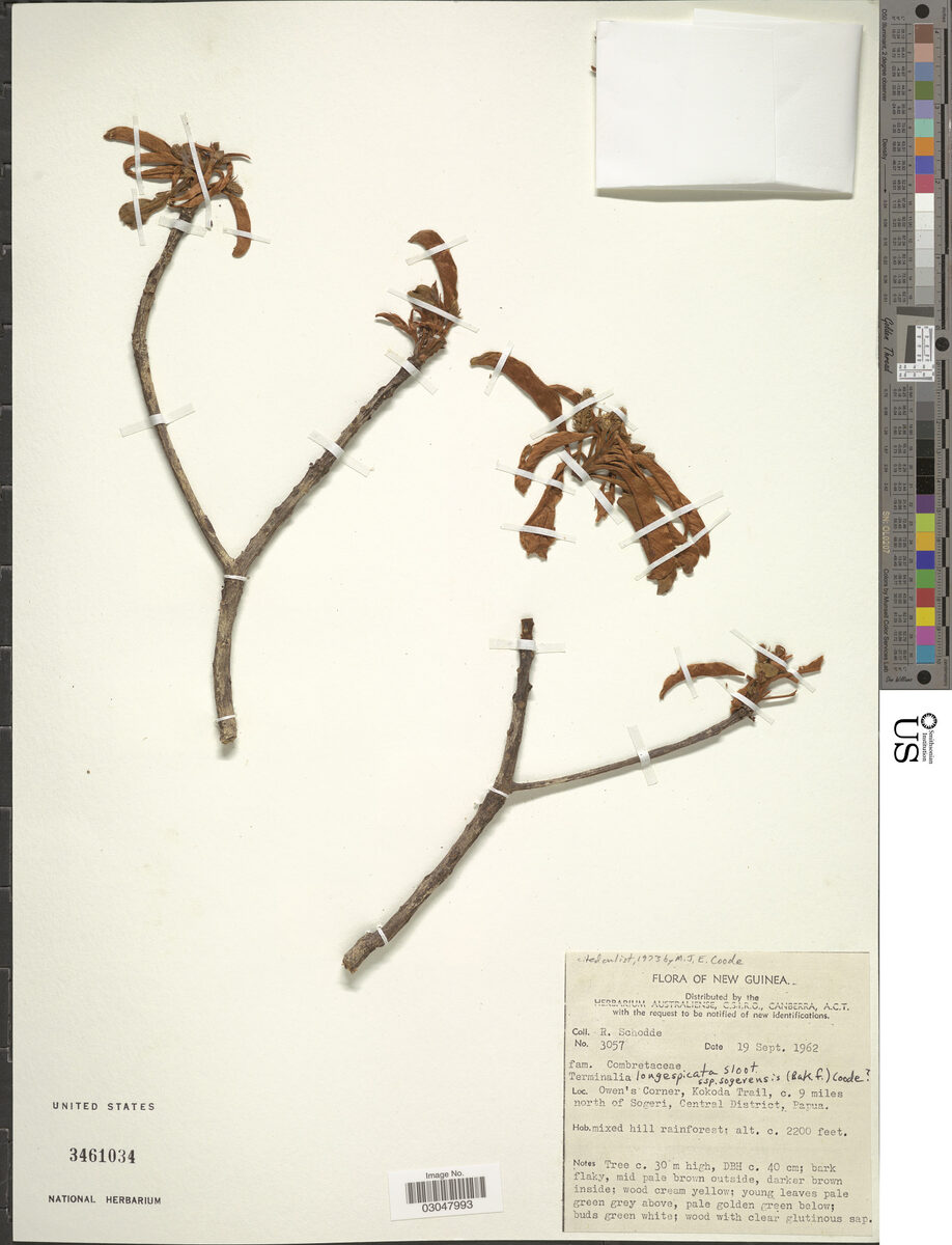 Terminalia longispicata