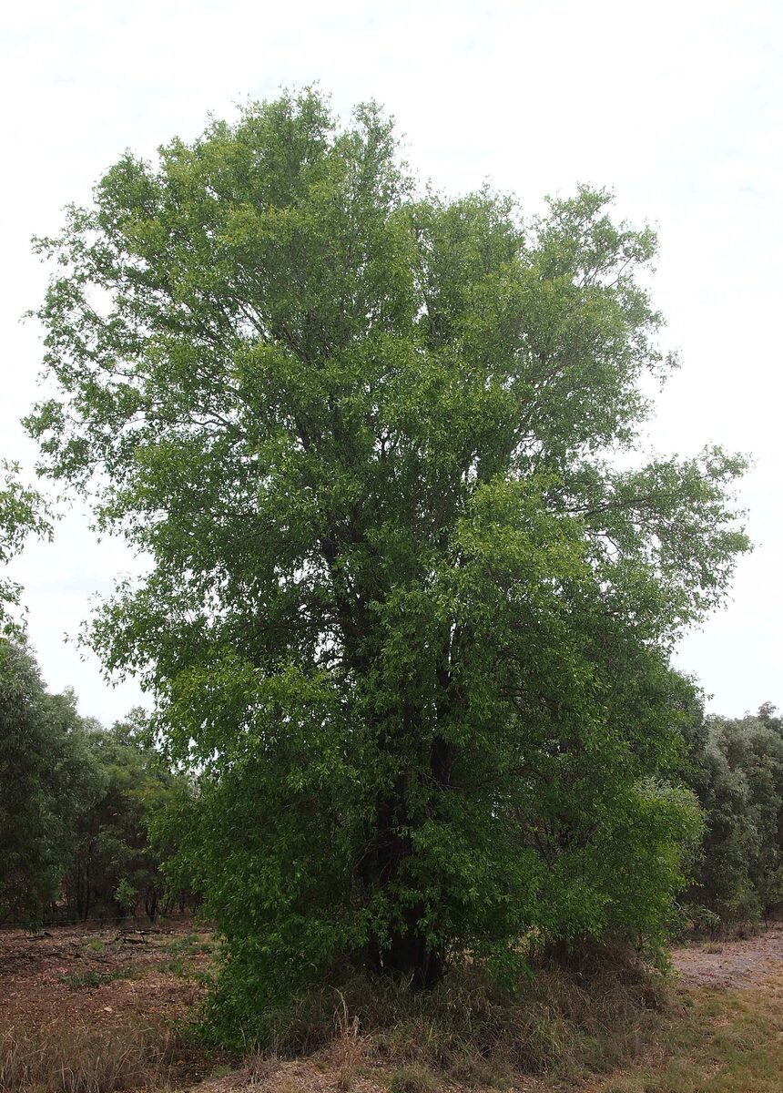Terminalia oblongata (Yellow wood) — photo
