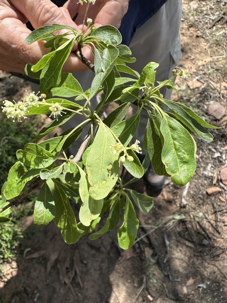 Terminalia oblongata (Yellow wood) — photo
