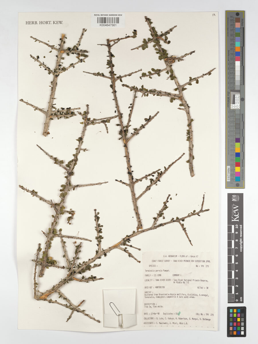 Terminalia parvula