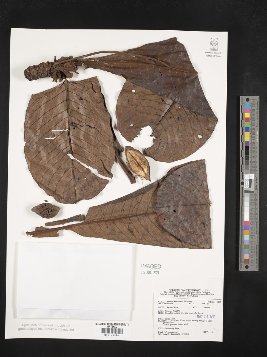 Terminalia procera