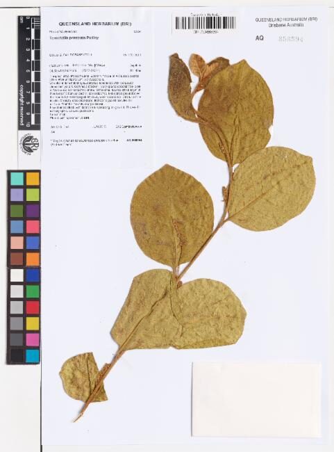 Terminalia prostrata — photo