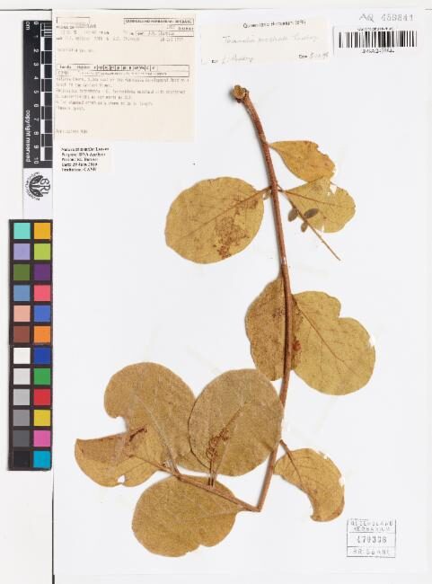 Terminalia prostrata — photo