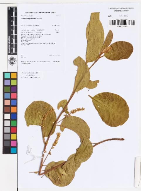 Terminalia prostrata