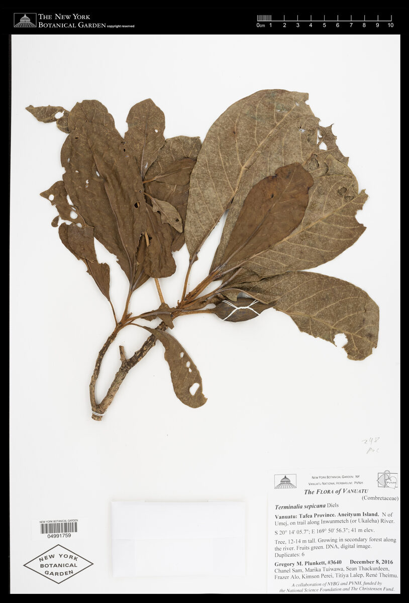 Terminalia sepicana — photo
