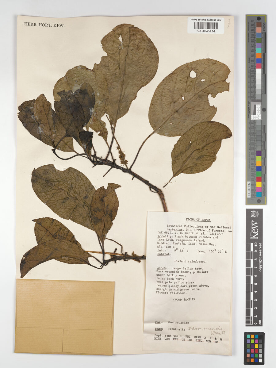 Terminalia solomonensis (Keari tree) — photo