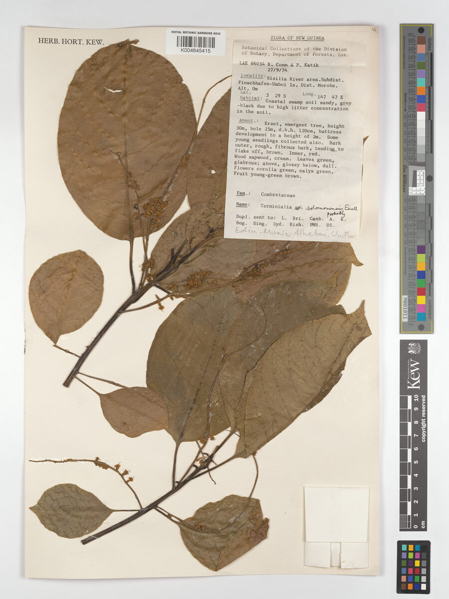 Terminalia solomonensis (Keari tree) — photo
