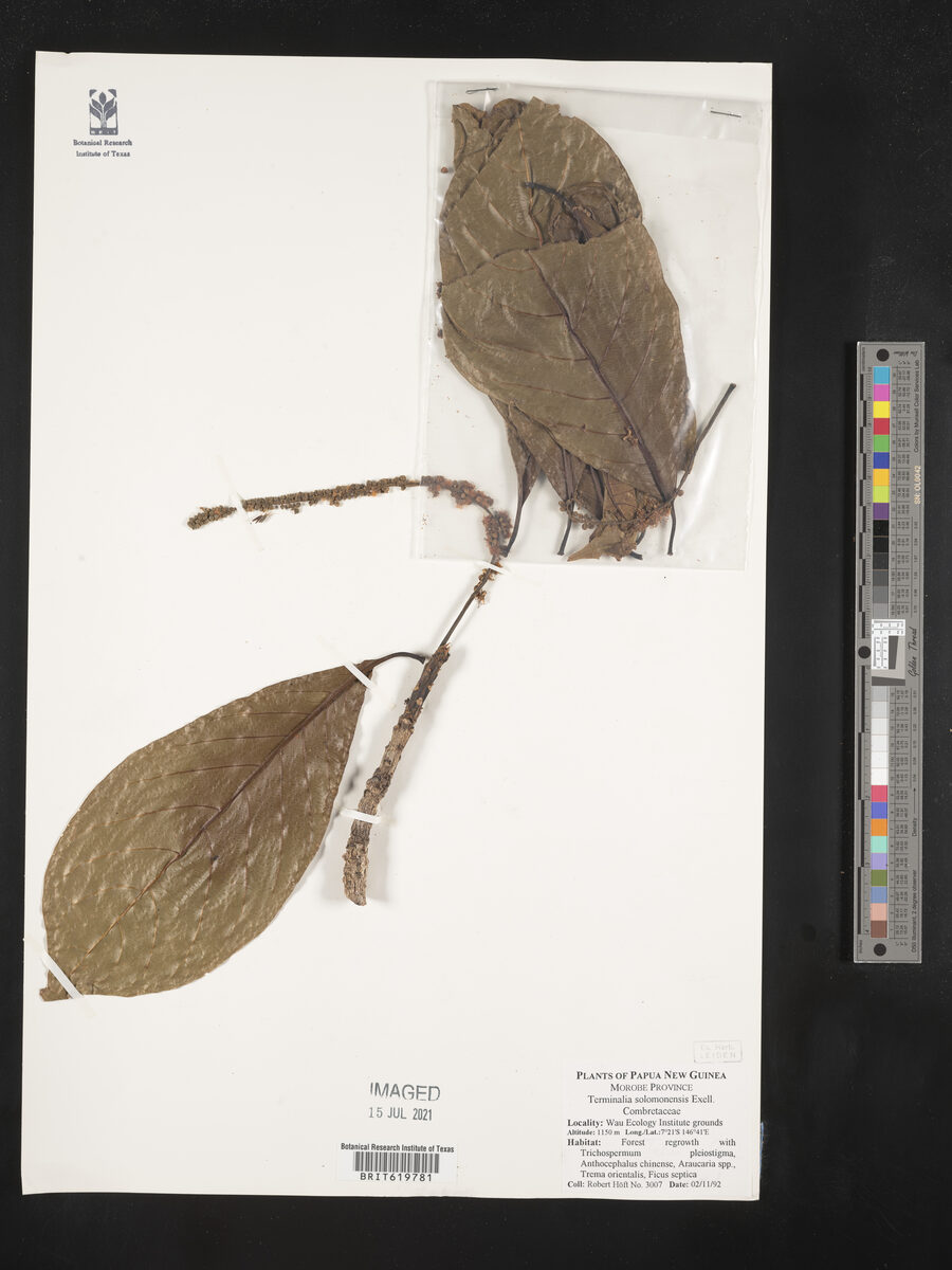 Terminalia solomonensis