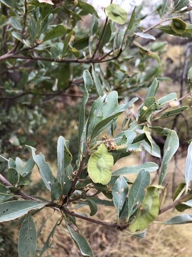 Terminalia supranitifolia (Burrup terminalia) — photo