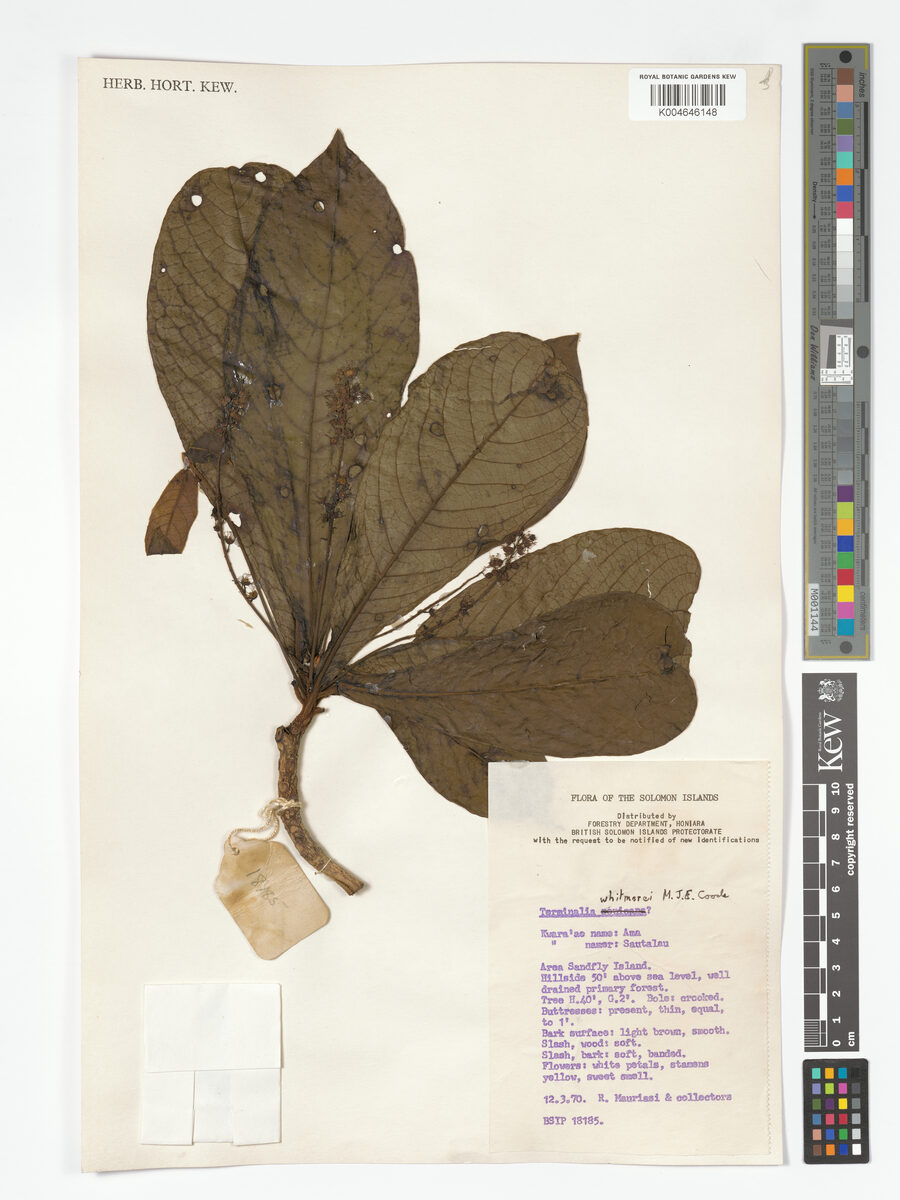 Terminalia whitmorei (Aitabage) — photo