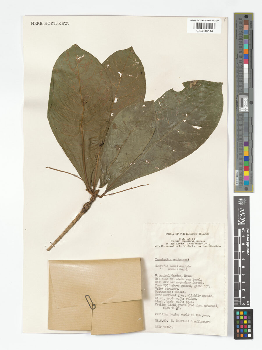 Terminalia whitmorei (Aitabage) — photo
