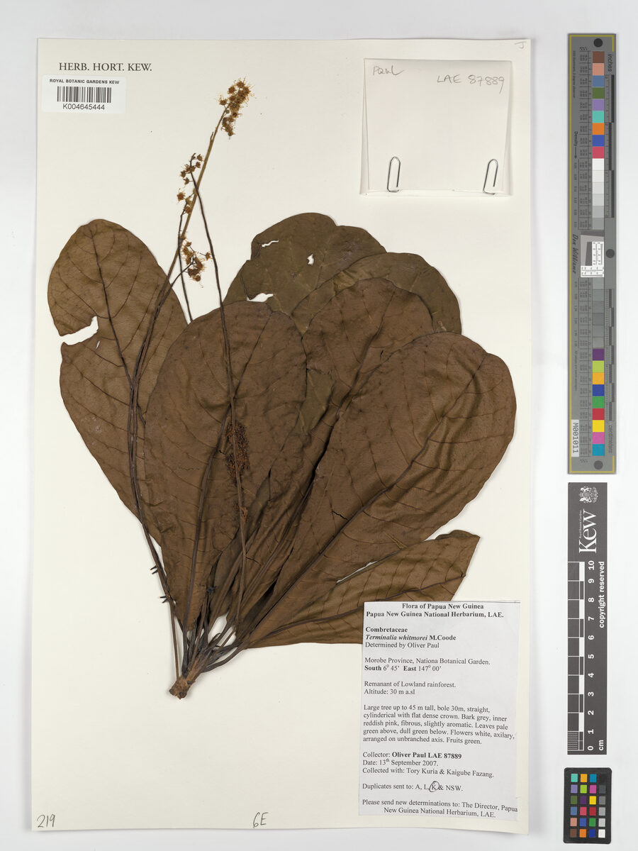 Terminalia whitmorei