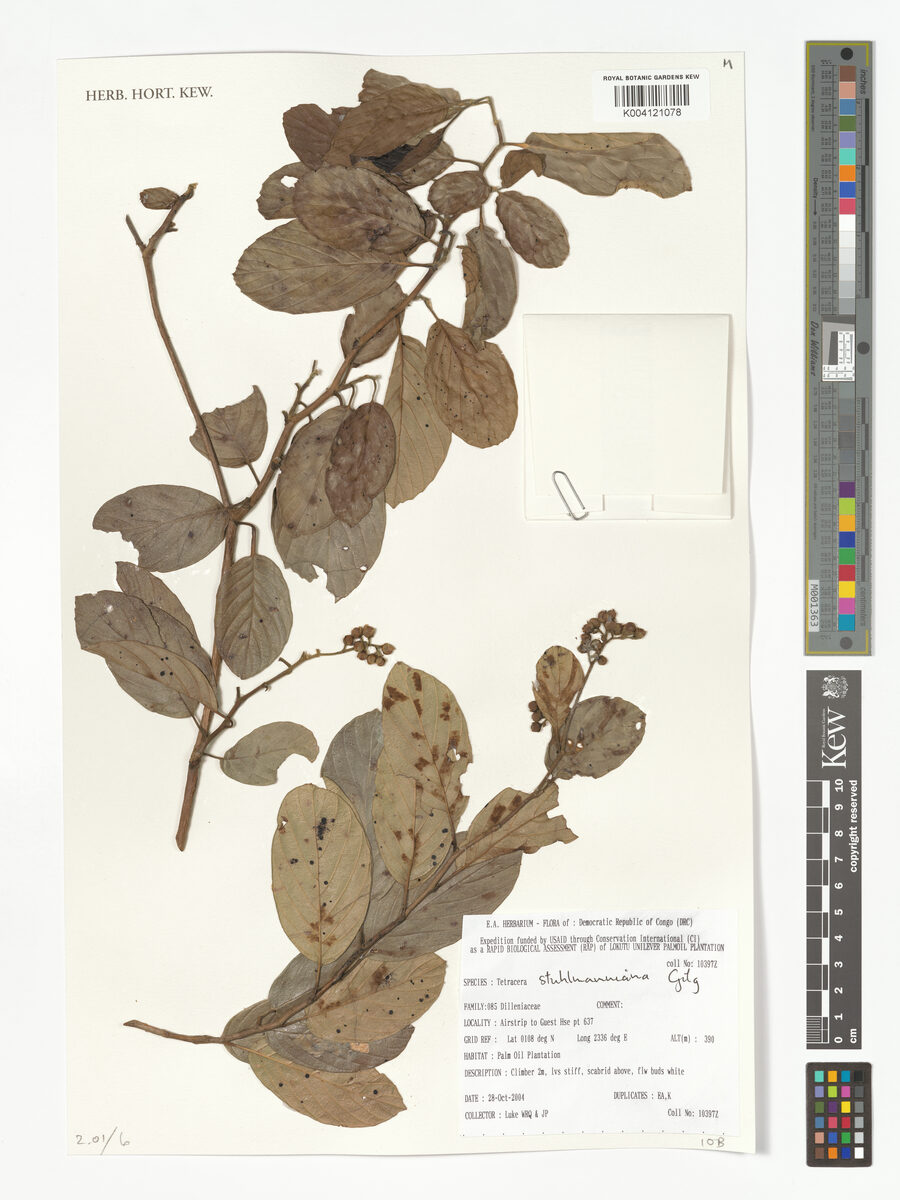 Tetracera stuhlmanniana — photo
