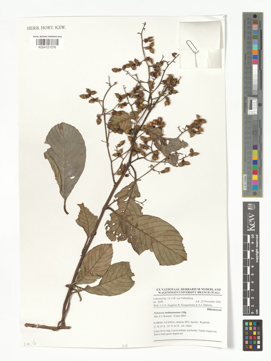 Tetracera stuhlmanniana — photo