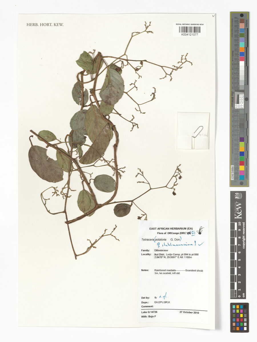 Tetracera stuhlmanniana