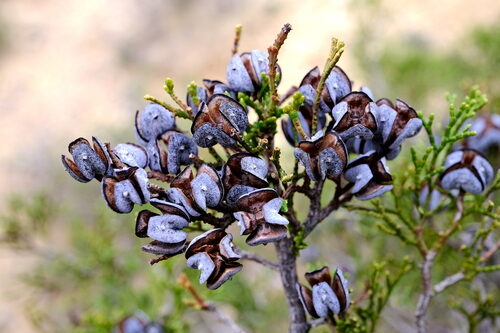 Tetraclinis articulata (Arartree) — photo