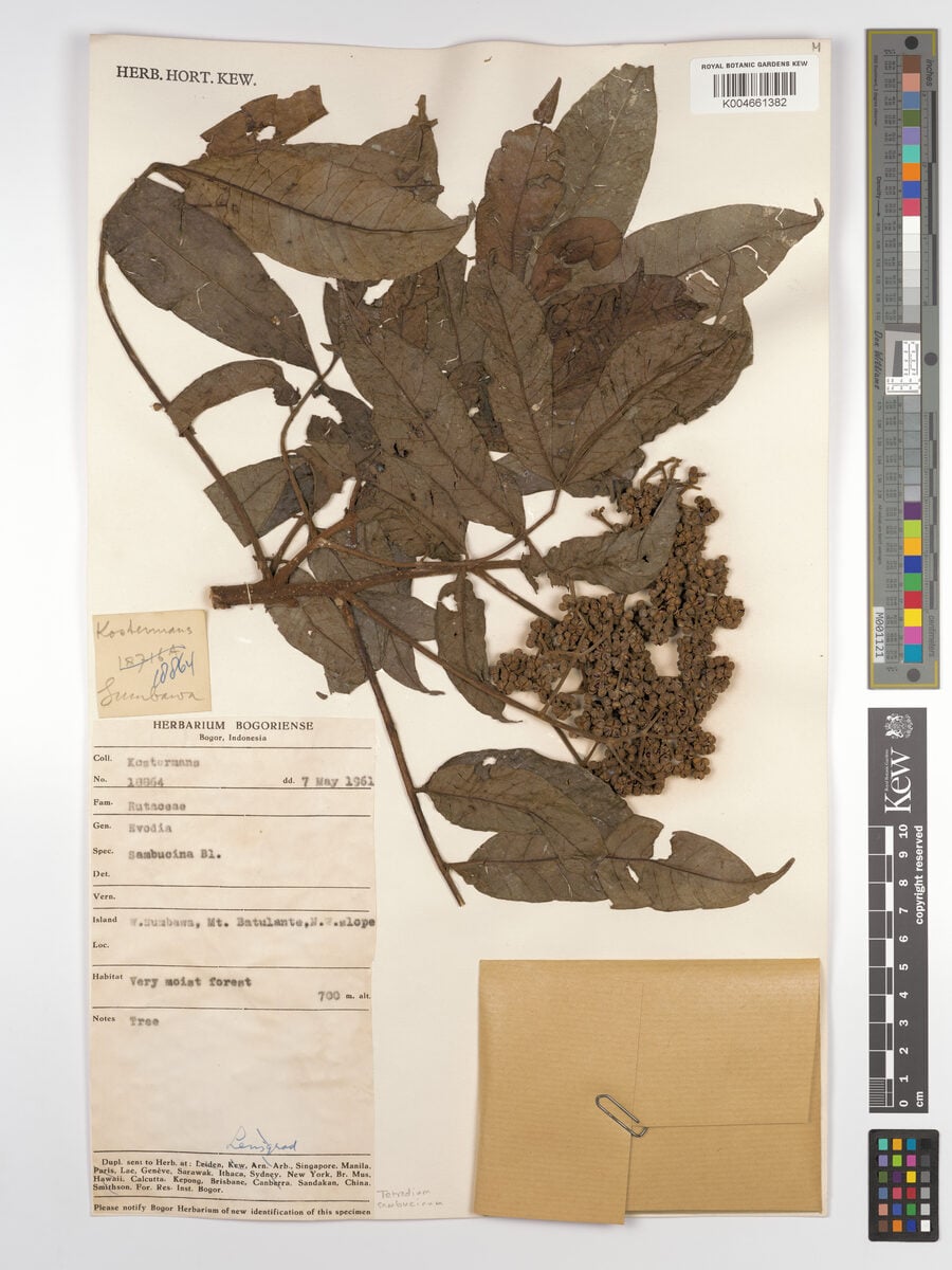 Tetradium sambucinum — photo
