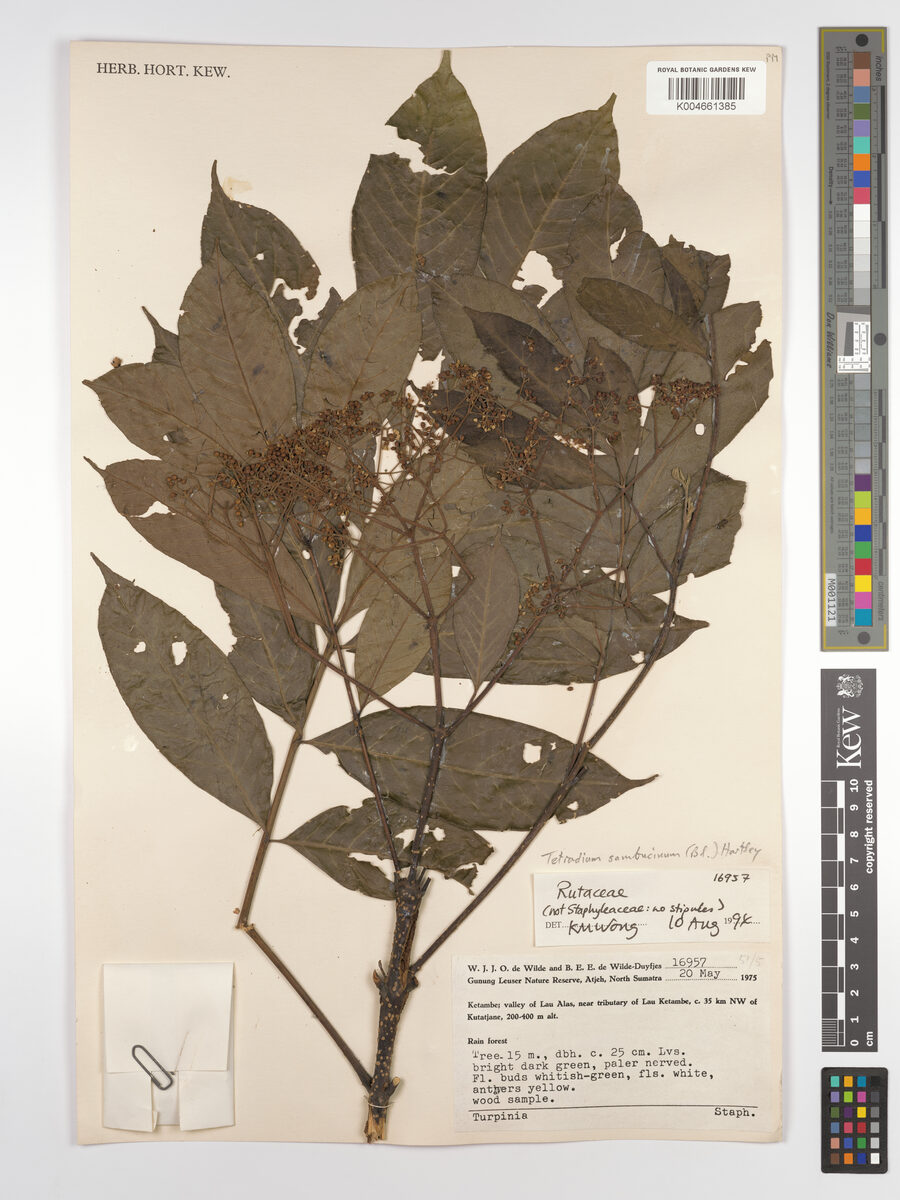 Tetradium sambucinum