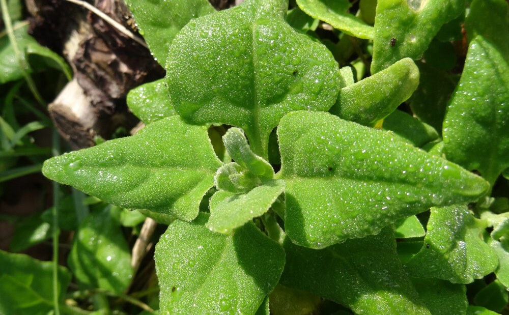 Tetragonia tetragonioides - (Pall.)Kuntze. (New Zealand Spinach) — photo