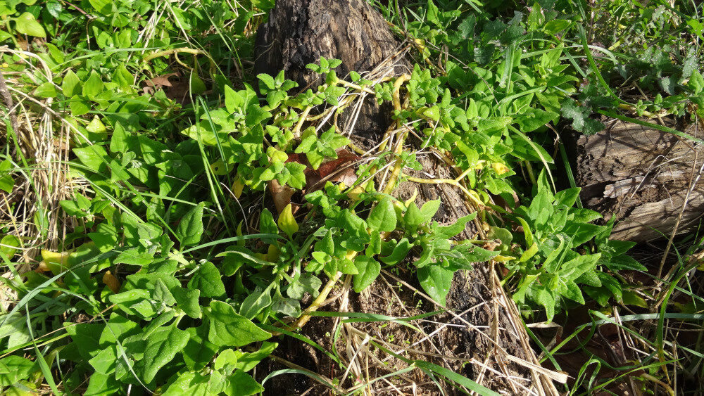 Tetragonia tetragonioides - (Pall.)Kuntze. (New Zealand Spinach) — photo
