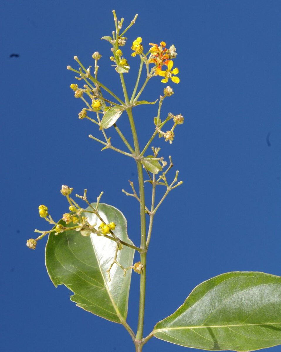 Tetrapterys crispa — photo