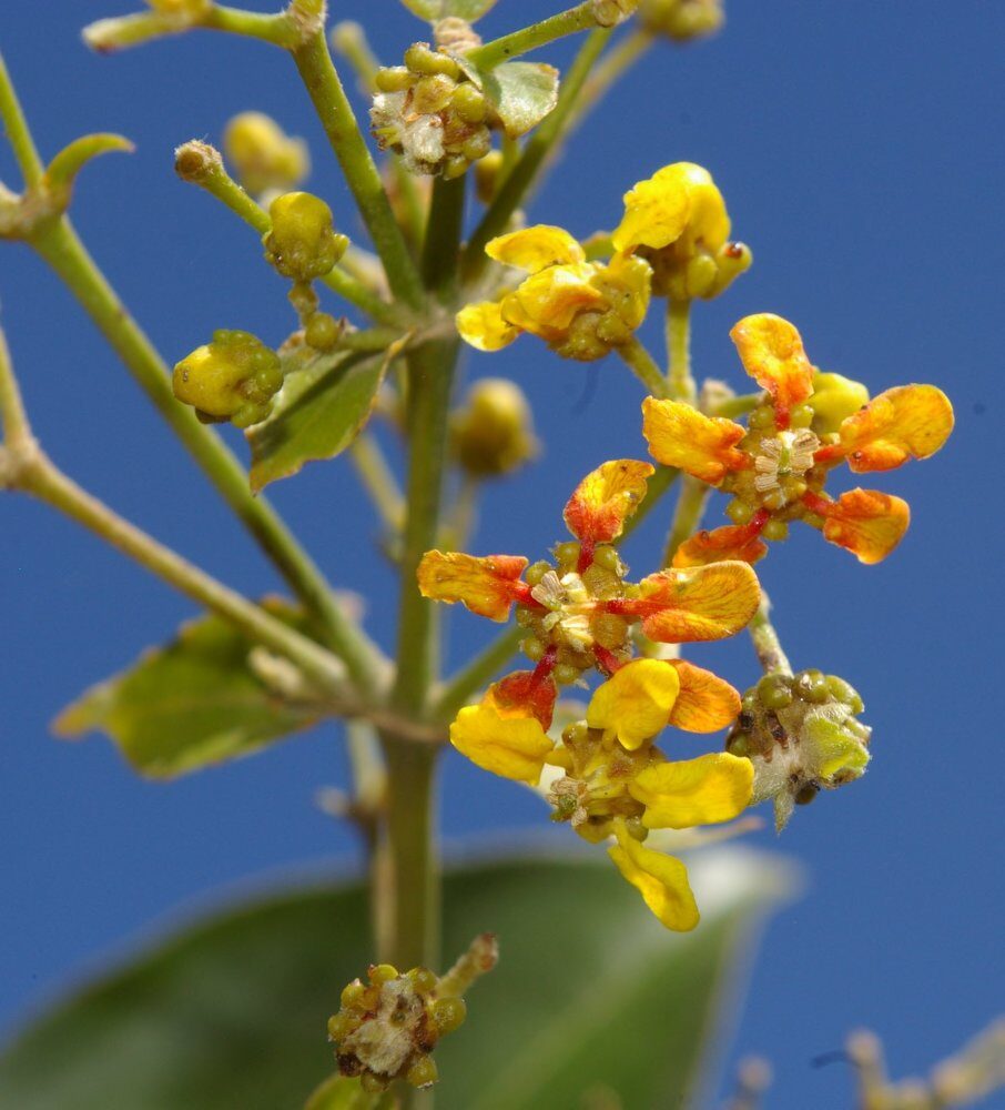 Tetrapterys crispa — photo