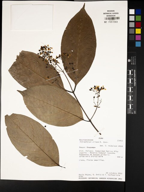 Tetrapterys crispa