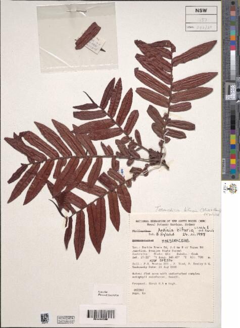 Tetrardisia bifaria