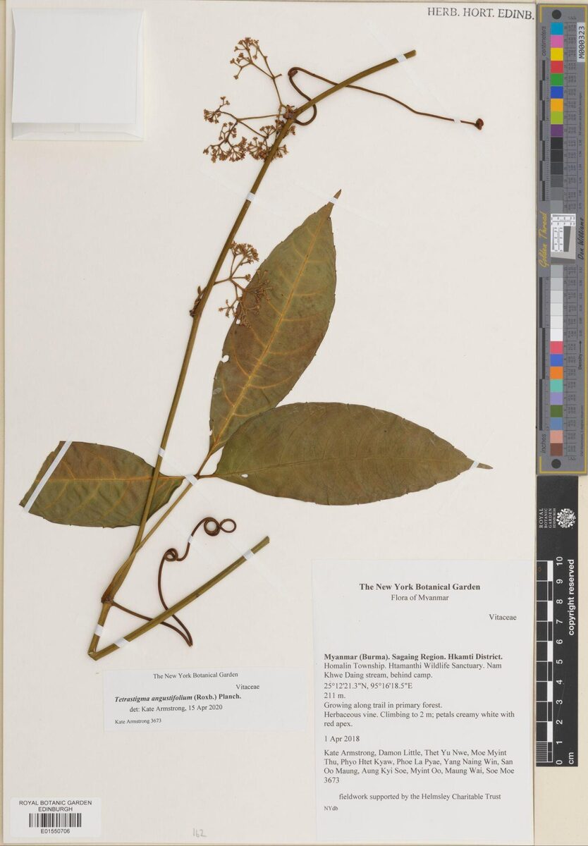 Tetrastigma angustifolium — photo