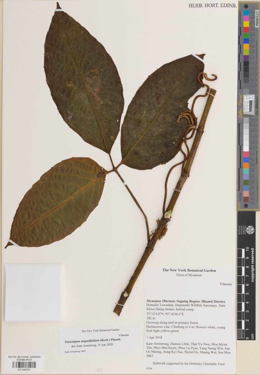 Tetrastigma angustifolium — photo