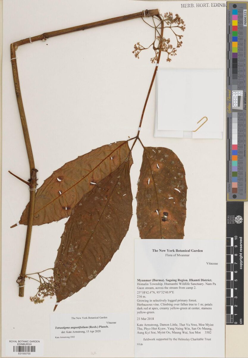 Tetrastigma angustifolium