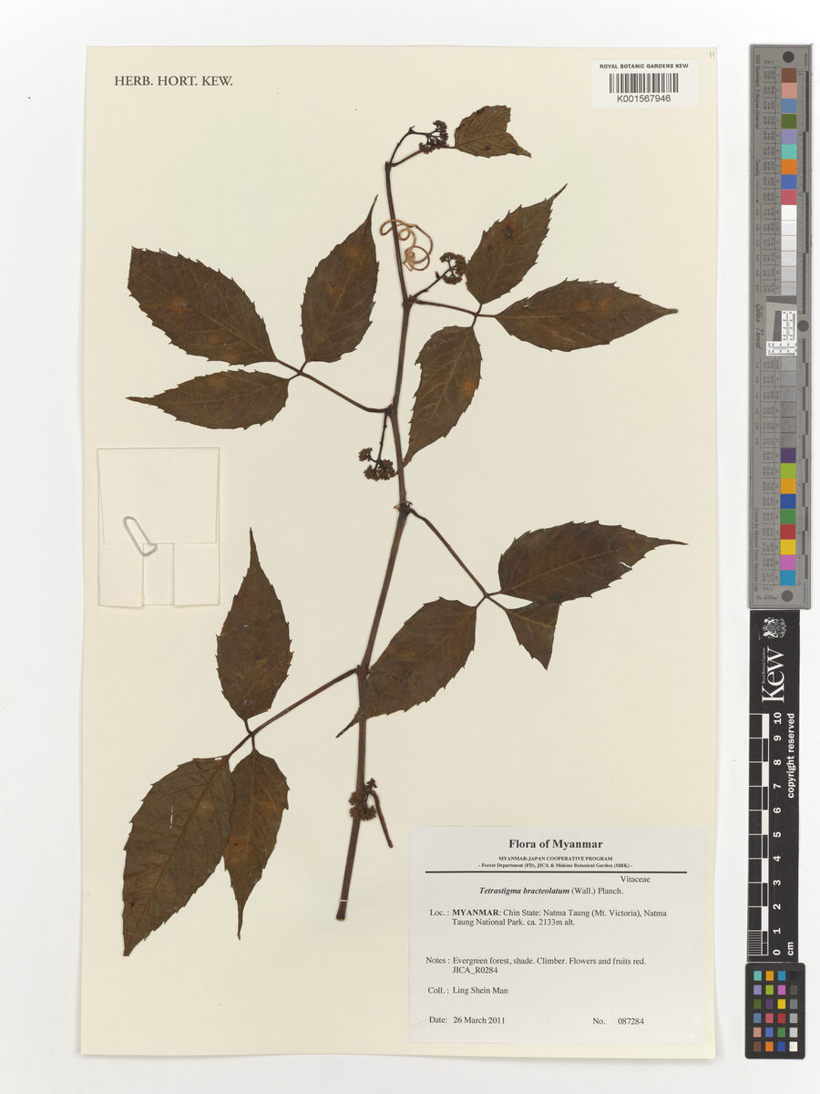 Tetrastigma bracteolatum (Monjam hei) — photo