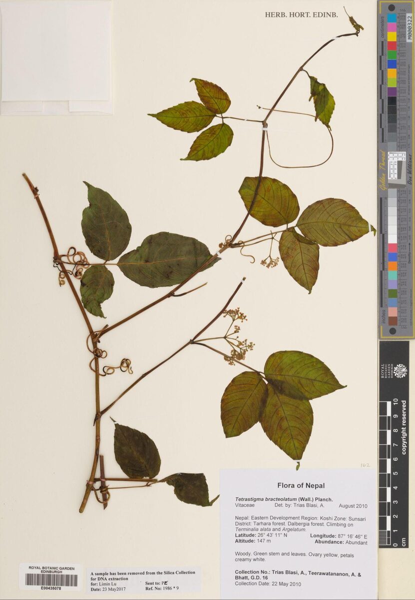 Tetrastigma bracteolatum (Monjam hei) — photo