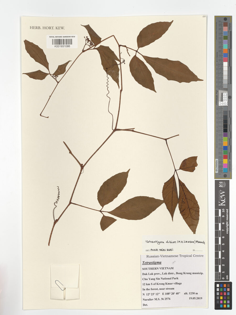 Tetrastigma dubium — photo