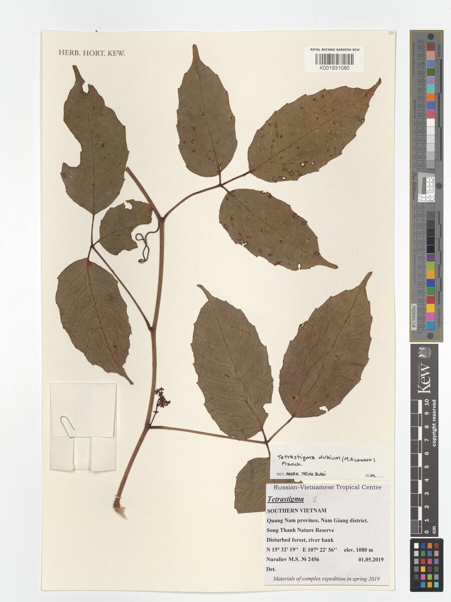 Tetrastigma dubium