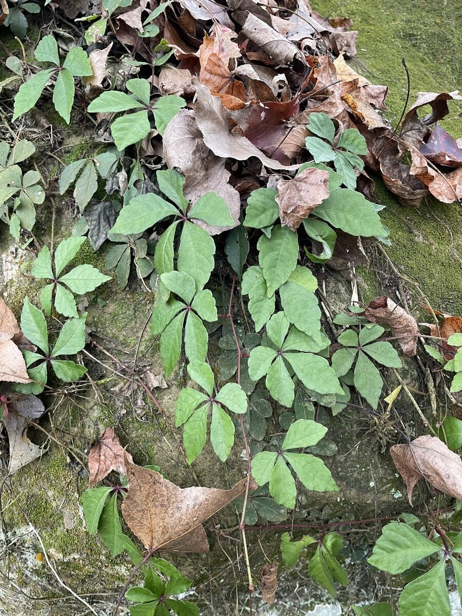 Tetrastigma lawsonii — photo