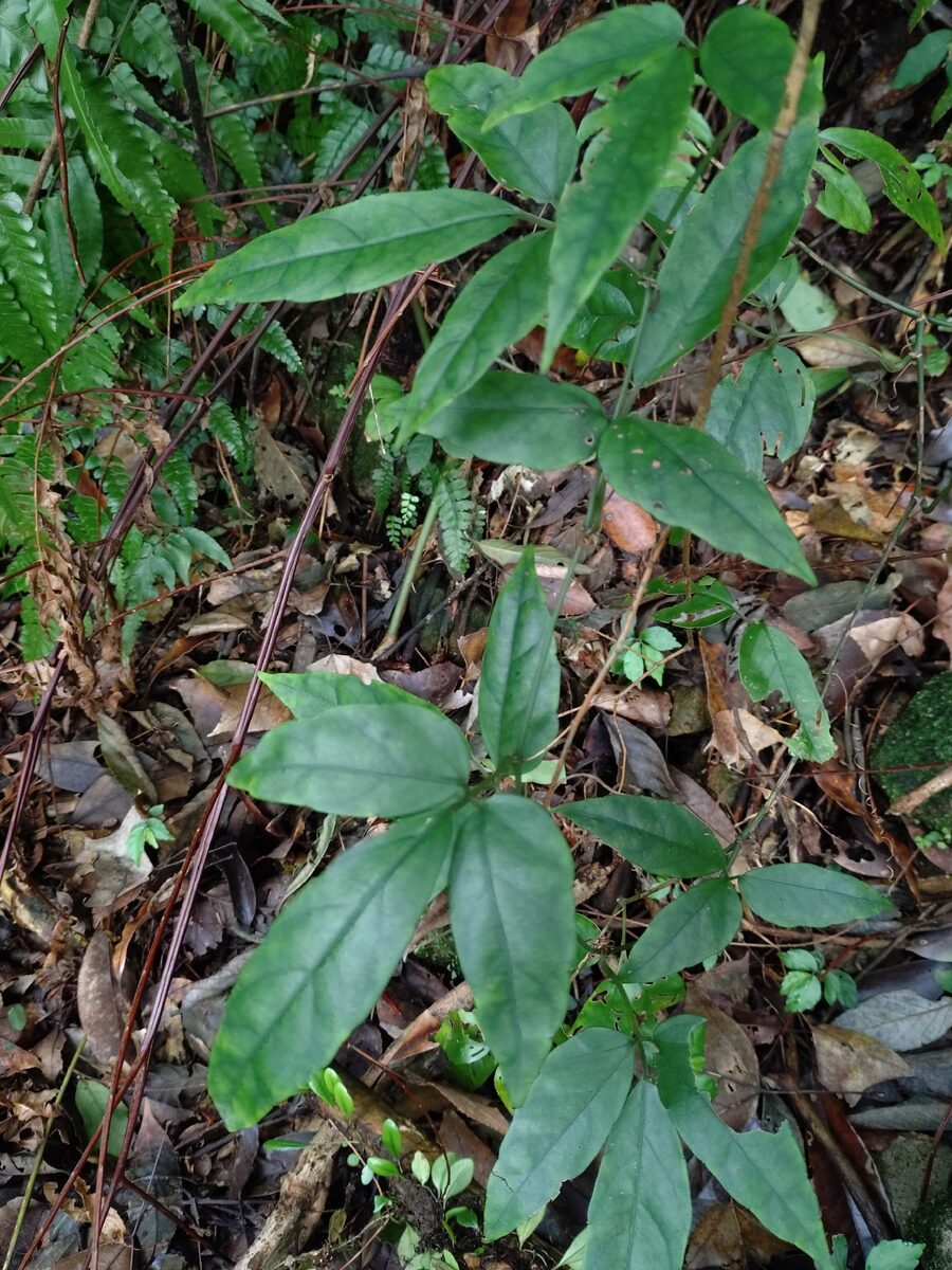 Tetrastigma lawsonii — photo