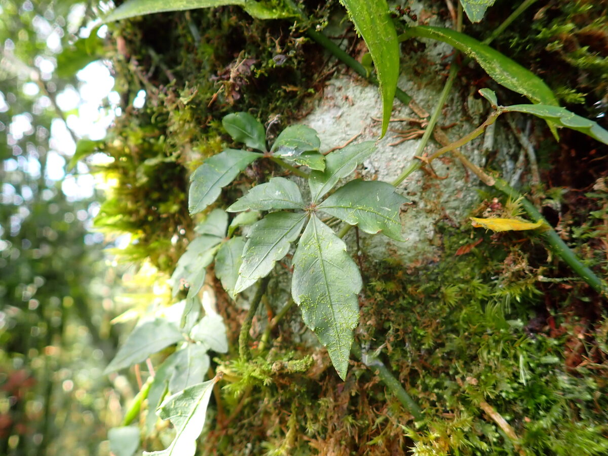 Tetrastigma lawsonii