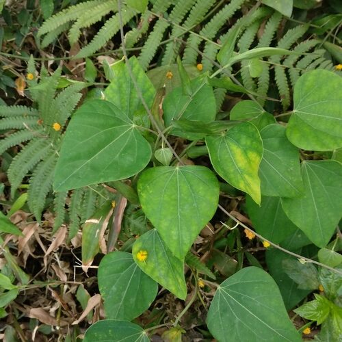Tetrastigma nitens (Native Grape) — photo