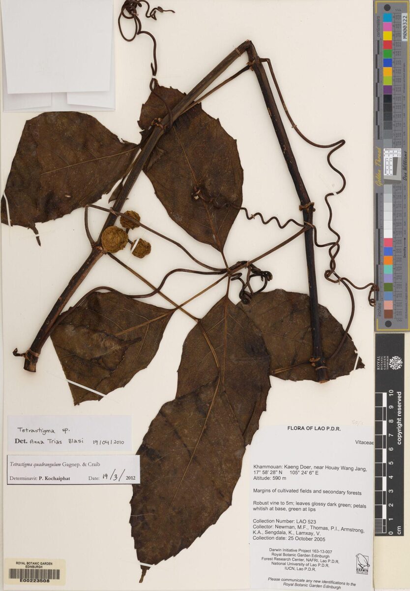 Tetrastigma quadrangulum — photo