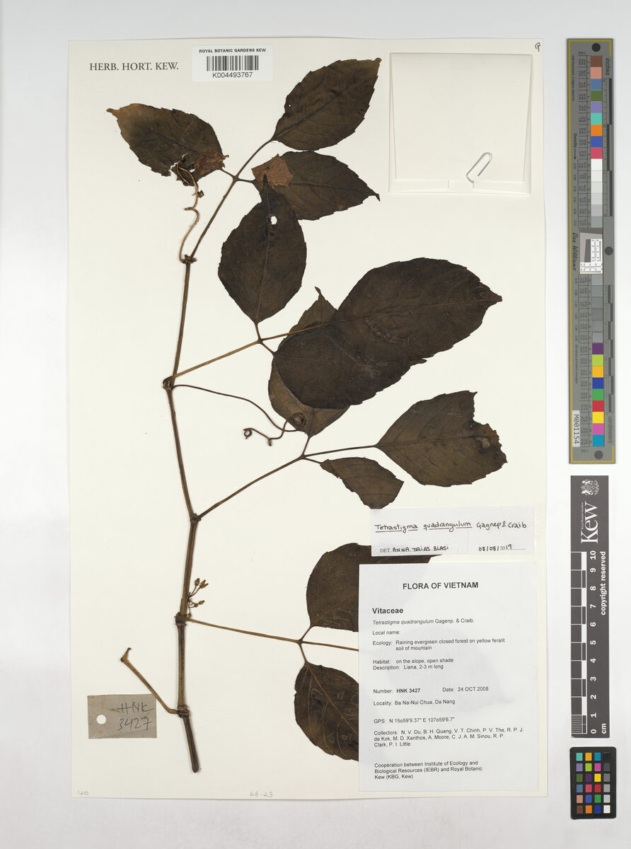 Tetrastigma quadrangulum