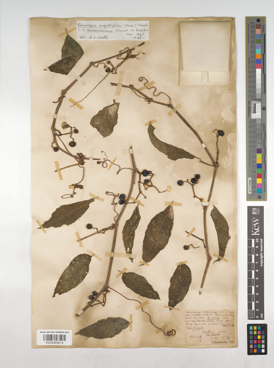 Tetrastigma thomsonianum — photo
