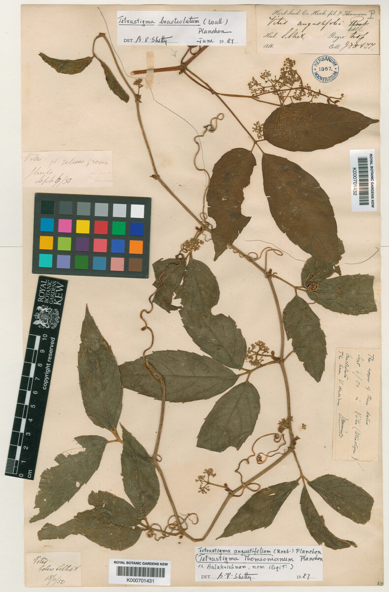 Tetrastigma thomsonianum — photo