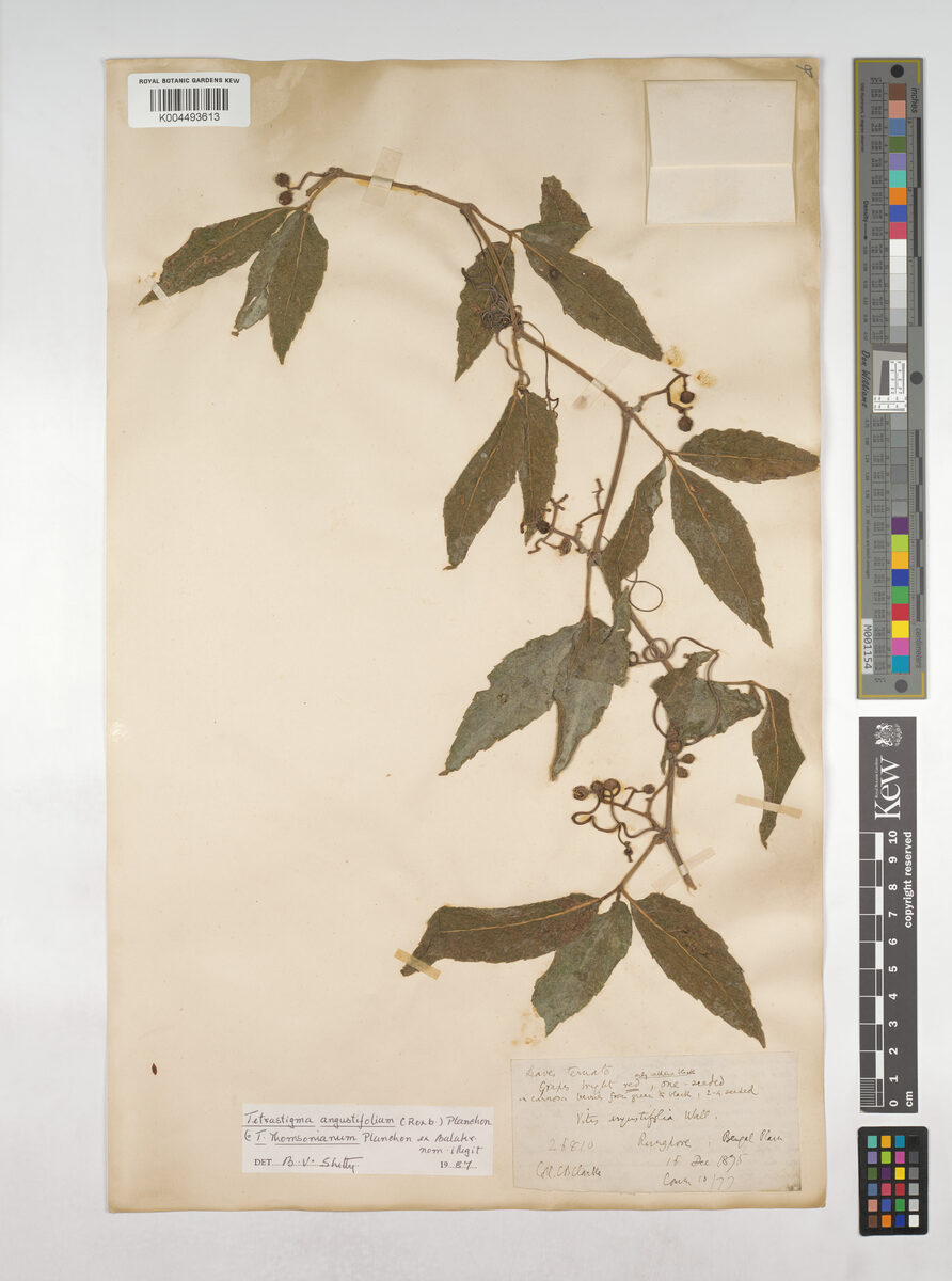 Tetrastigma thomsonianum