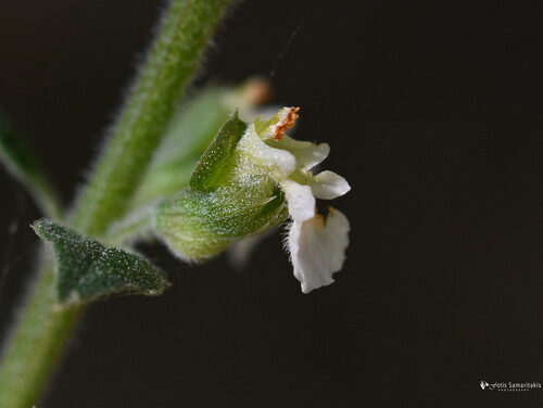 Teucrium massiliense — photo
