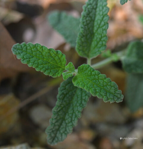 Teucrium massiliense — photo