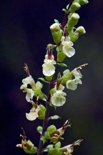 Teucrium scorodonia (Wood Sage) — photo